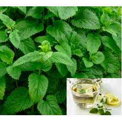 Fresh Herbs, Lemon Balm 50g